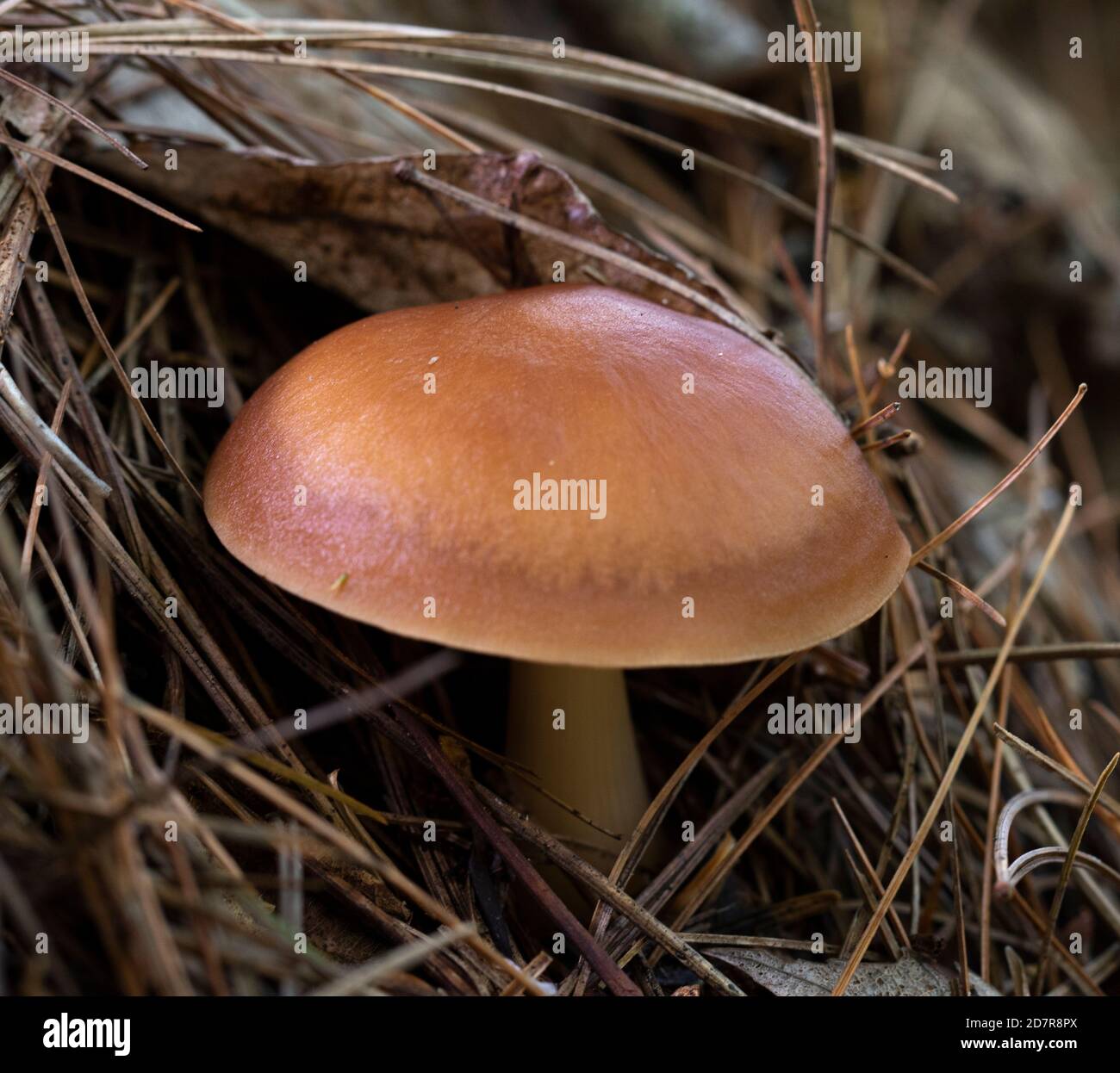 A cinnamon coloured cortinarius mushroom in pine needles Stock Photo