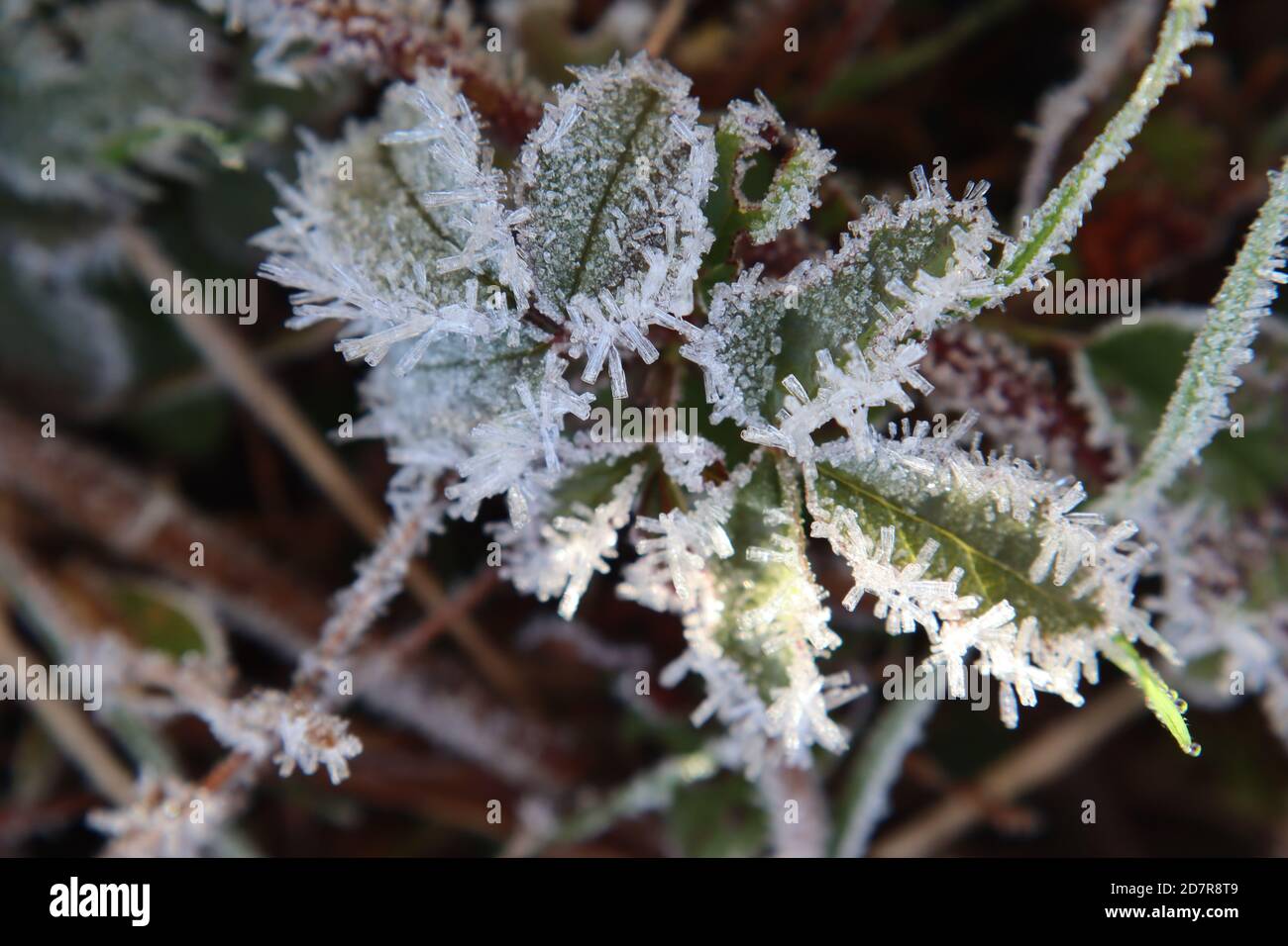 Long ice crystals cling to the edges of leaves on a frosty country morning Stock Photo