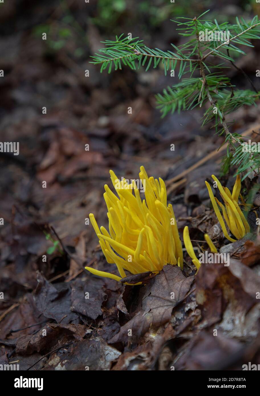 Clusters of Clavulinopsis fusiformis or spindle shaped yellow coral fungi Stock Photo