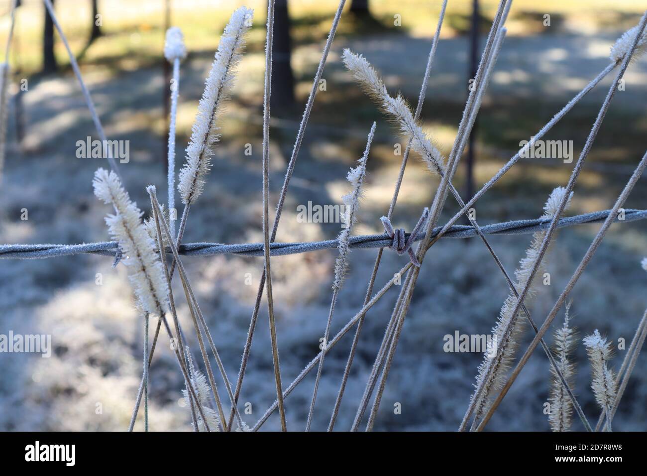 A cold country morning frosts a barb wire fence and the delicate grasses near it Stock Photo