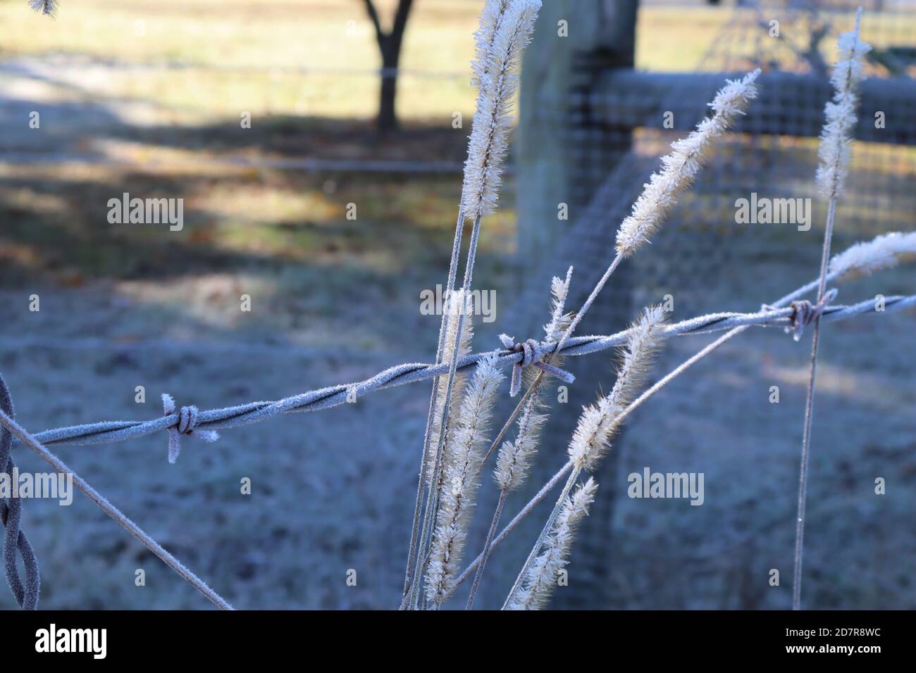 A cold country morning frosts the barb wire on a fence post and the wild foxtails near it Stock Photo