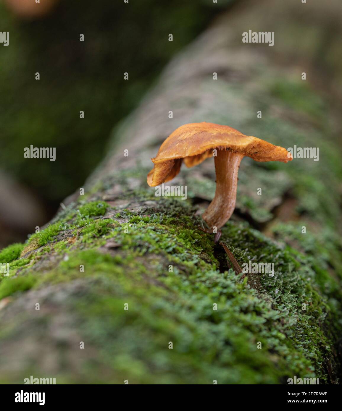 An orange cortinarius sp. mushroom on a log Stock Photo