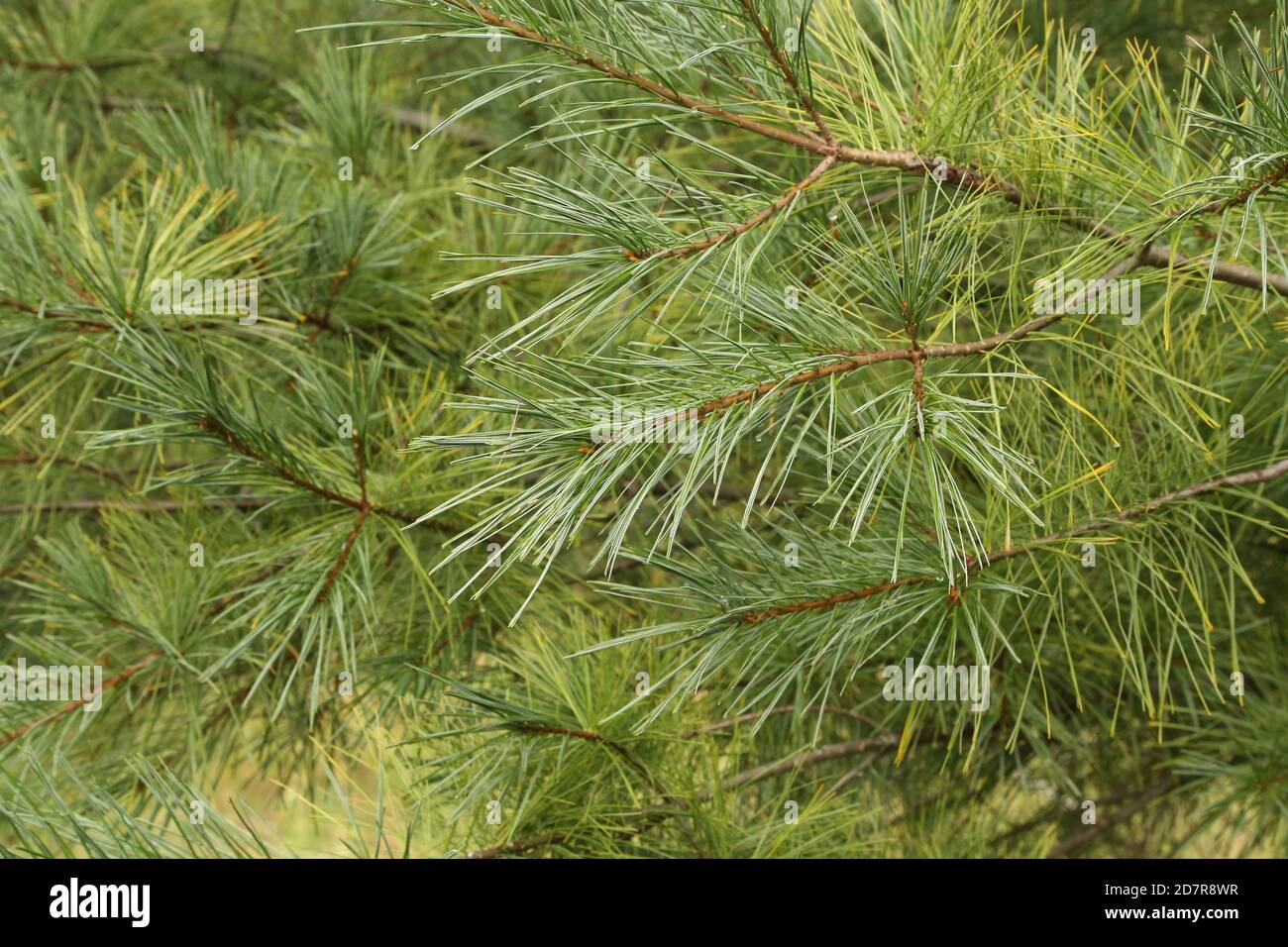 Closeup shot of green pine branches in the forest Stock Photo - Alamy
