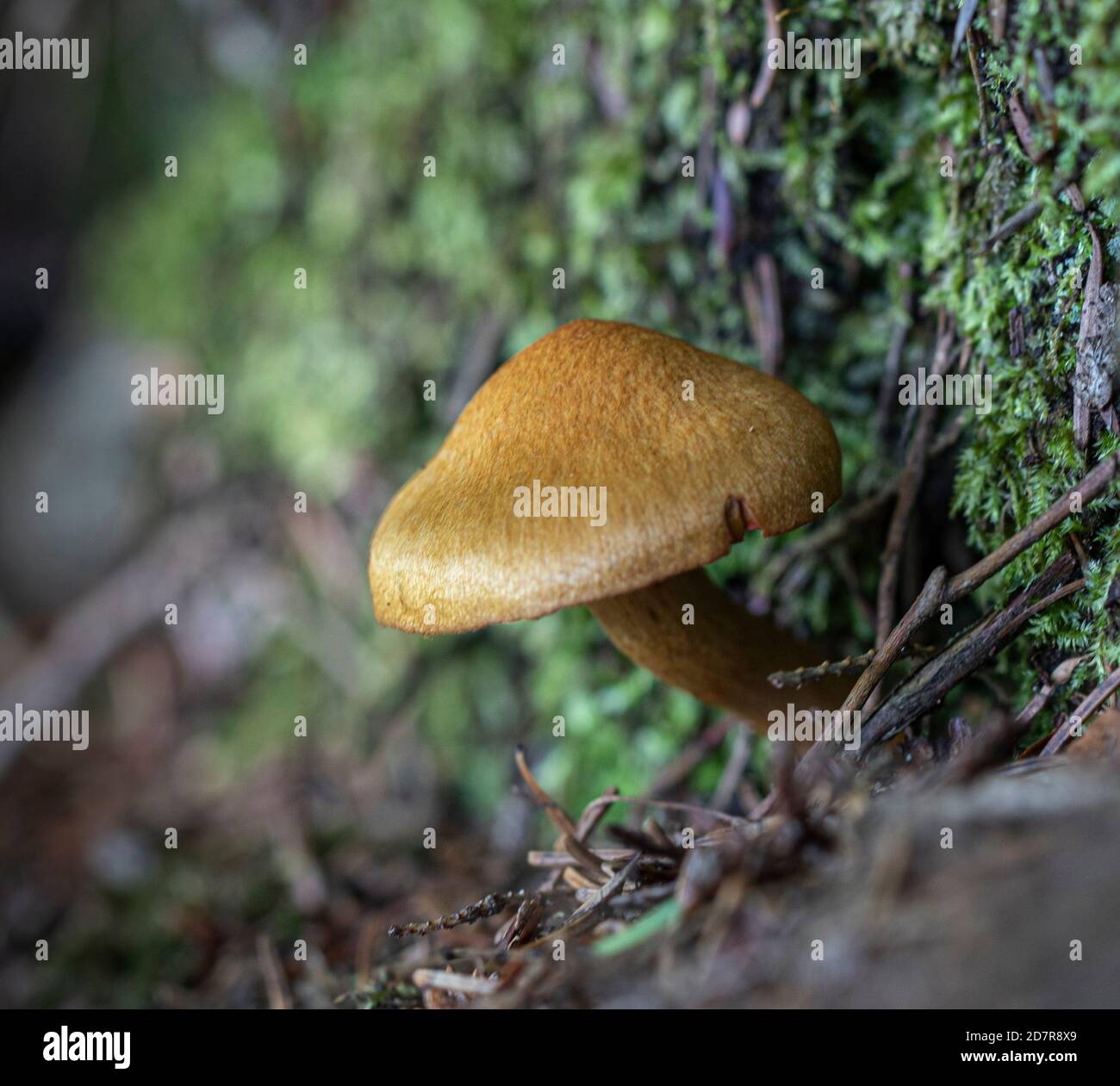 Cortinarius sp. mushroom on a green mossy surface in the forest Stock Photo