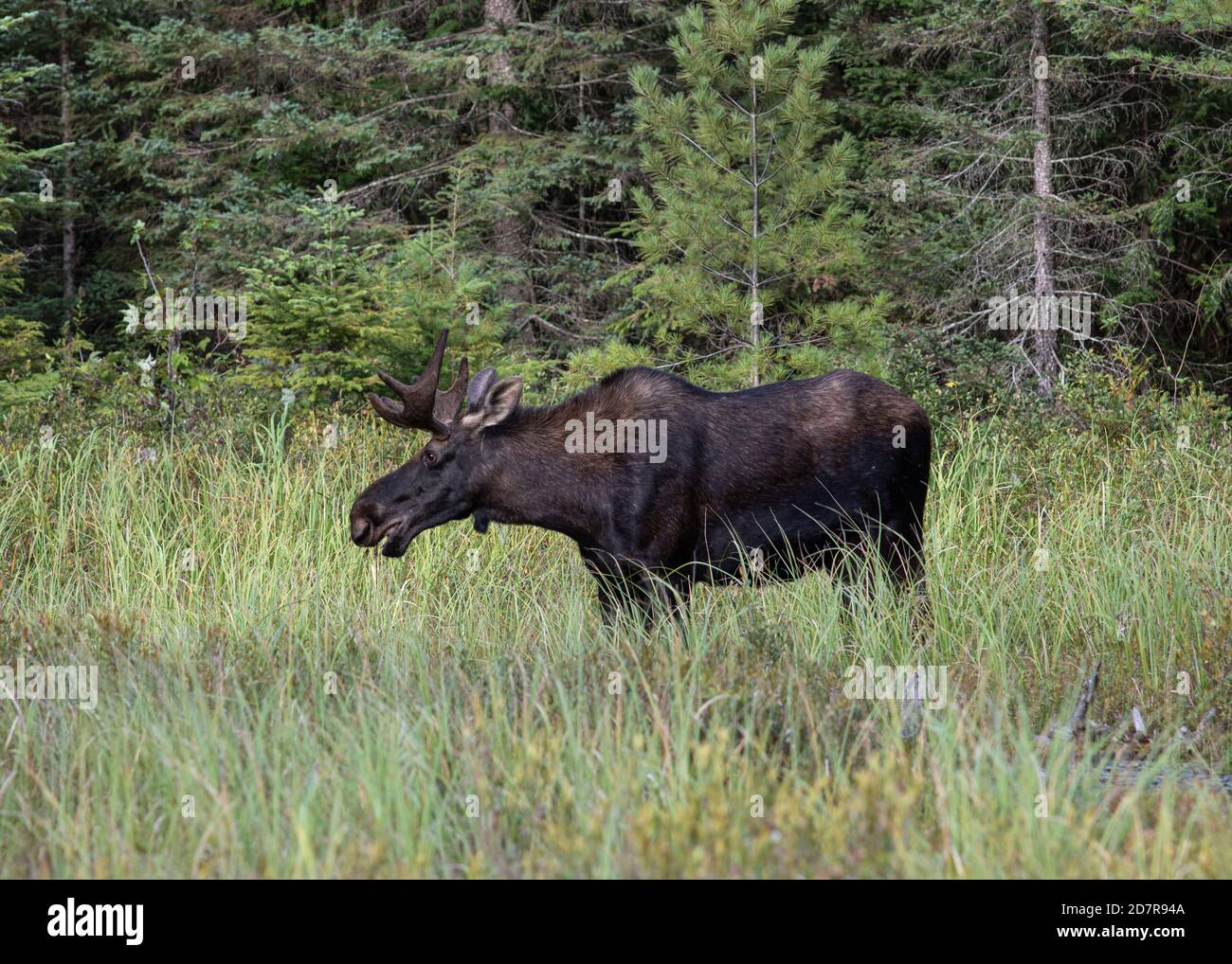 A bull moose in a green meadow in Algonquin Park Ontario Stock Photo