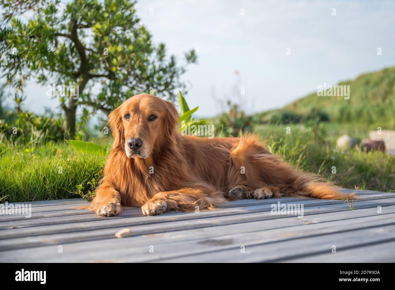 Golden Retriever lying on the ground, outdoor shot Stock Photo - Alamy