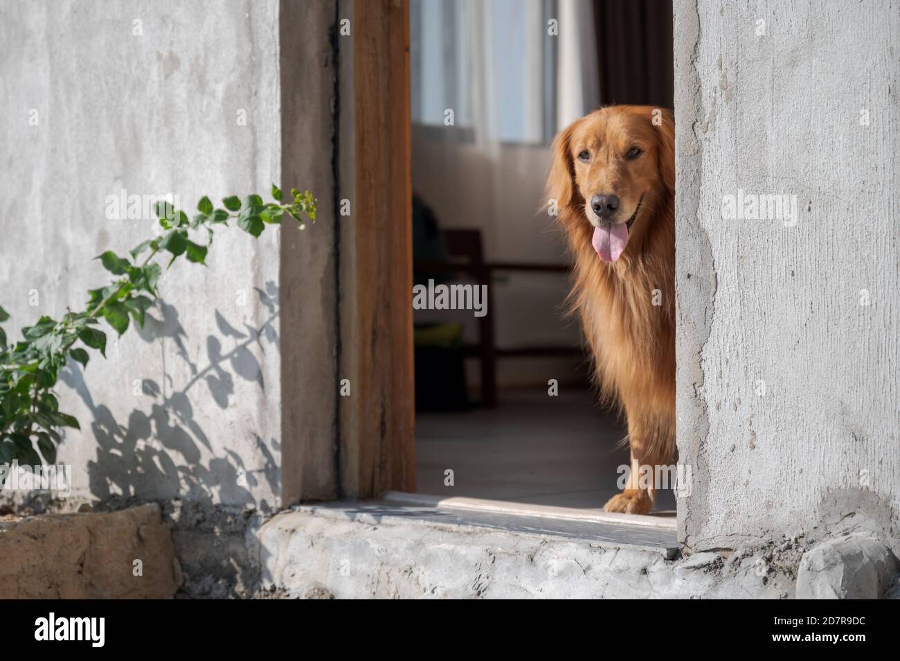 Golden Retriever is guarding the door Stock Photo Alamy