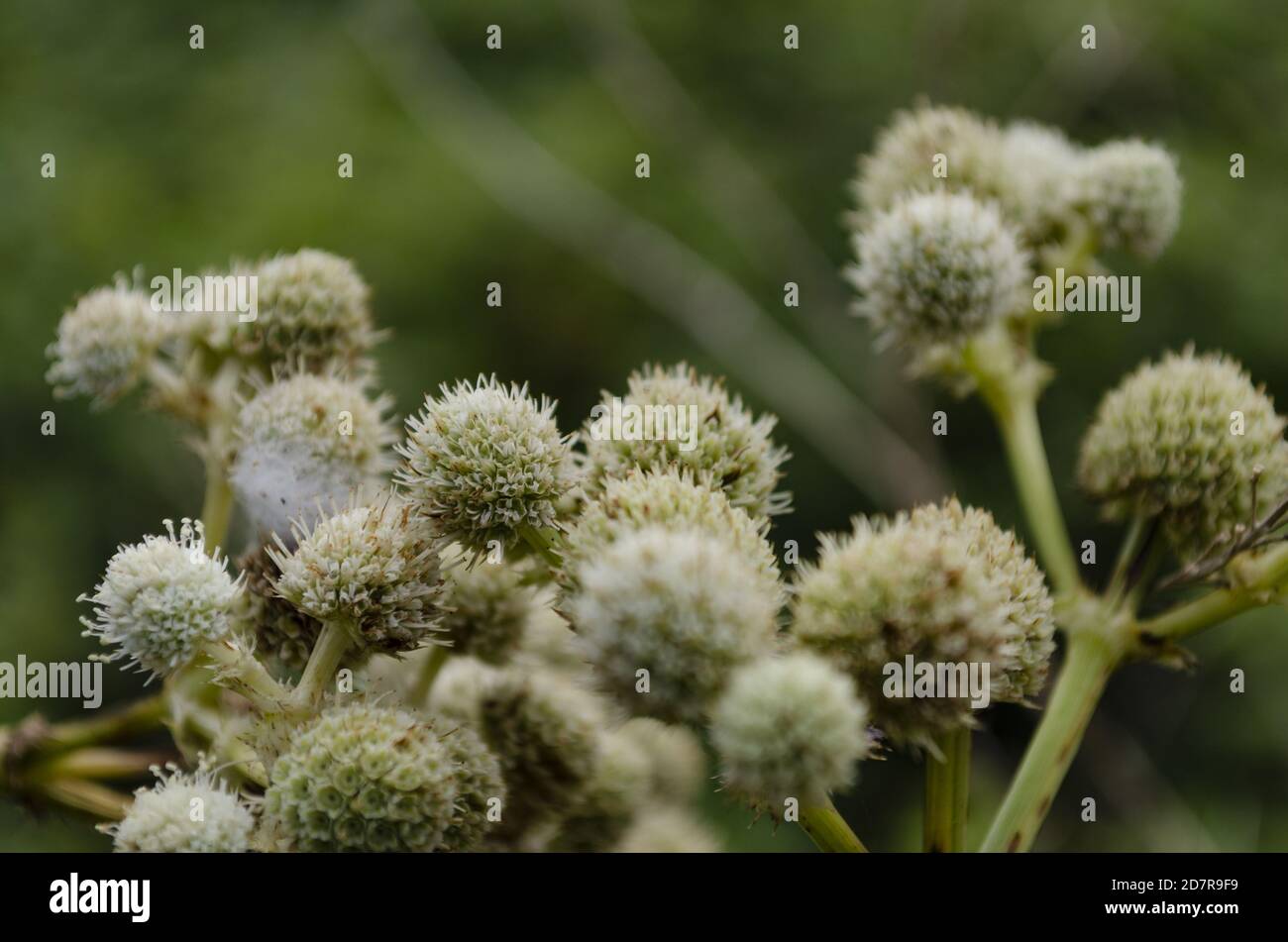 Closeup shot of Rattlesnake Master plant in the forest Stock Photo
