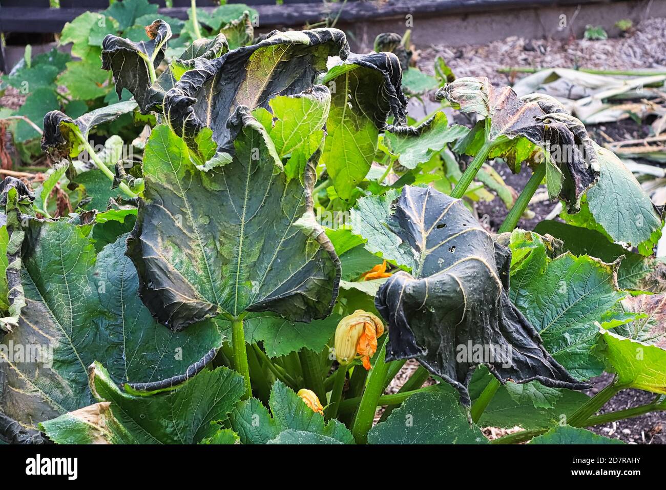 zucchini plants damaged by a heavy fall frost Stock Photo Alamy