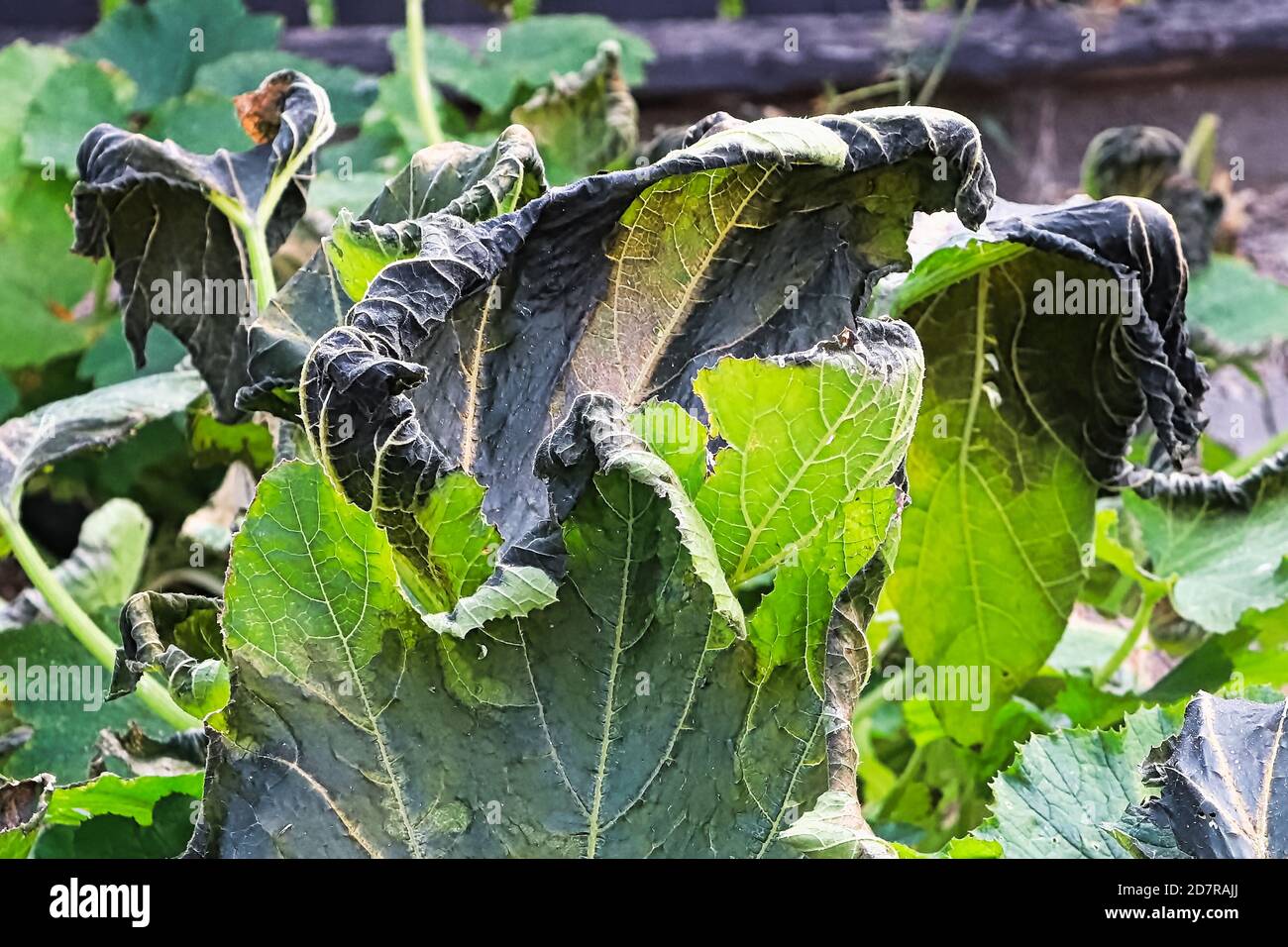 zucchini plants damaged by a heavy fall frost Stock Photo Alamy