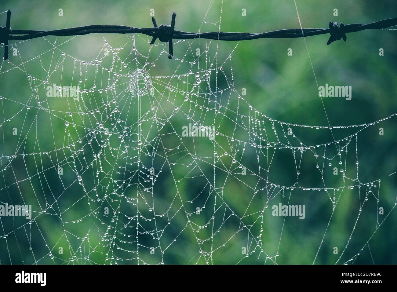 Spider web hanging on a barded wire after the rain in the jungle. Stock Photo