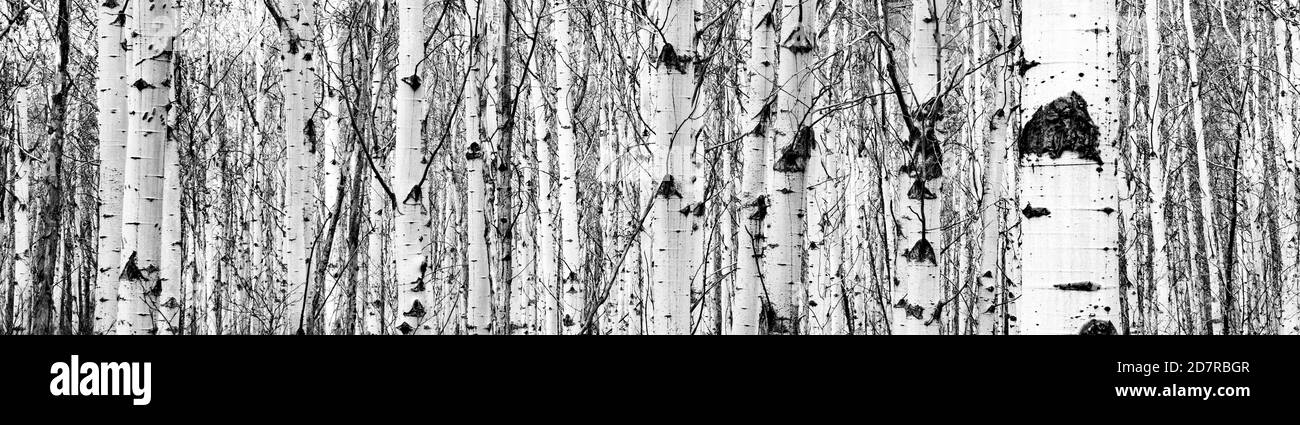 Black and white bark on densely packed Poplar trees.  Boreal forest in northern British Columbia in early spring. Stock Photo