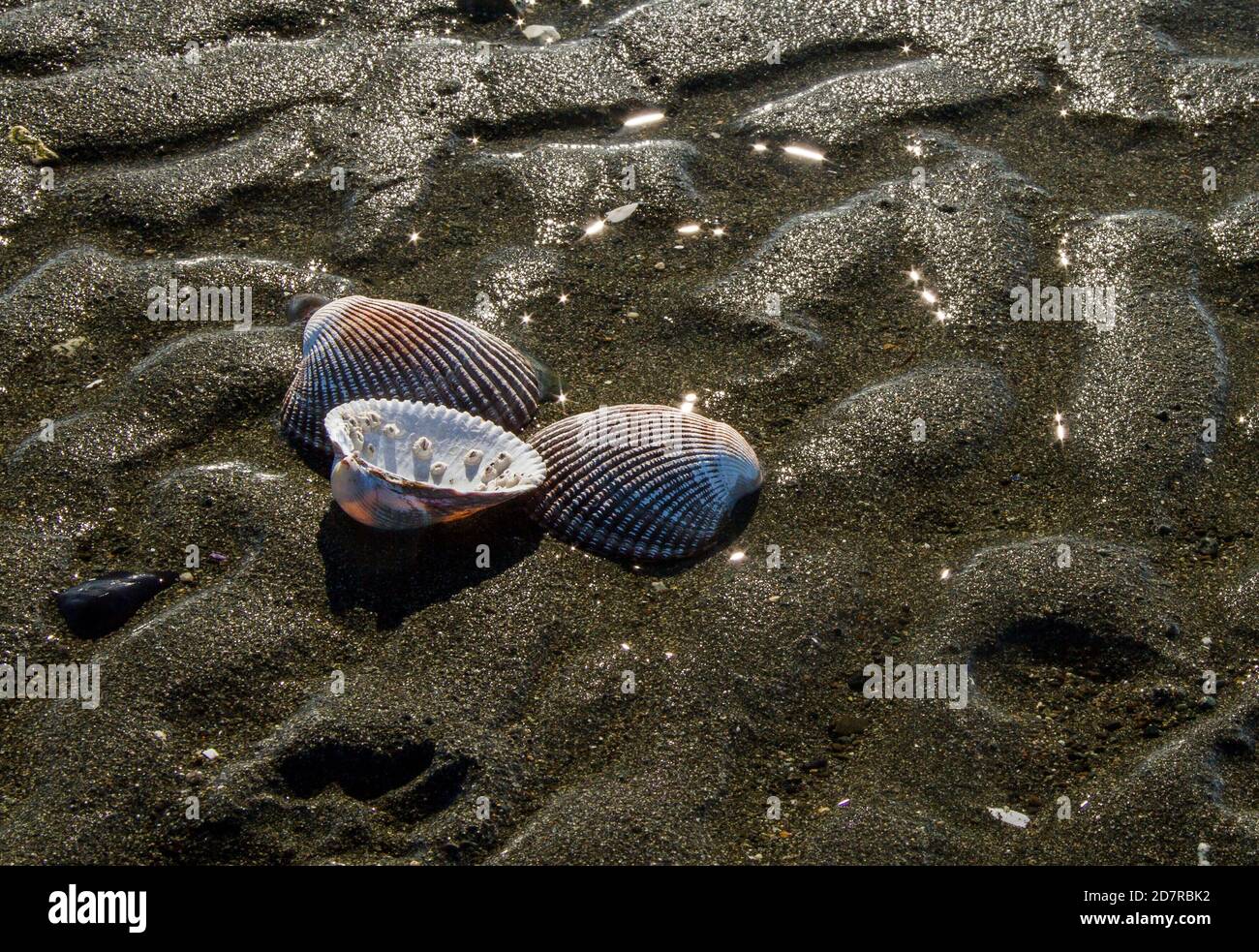 Low tide detail hires stock photography and images Alamy