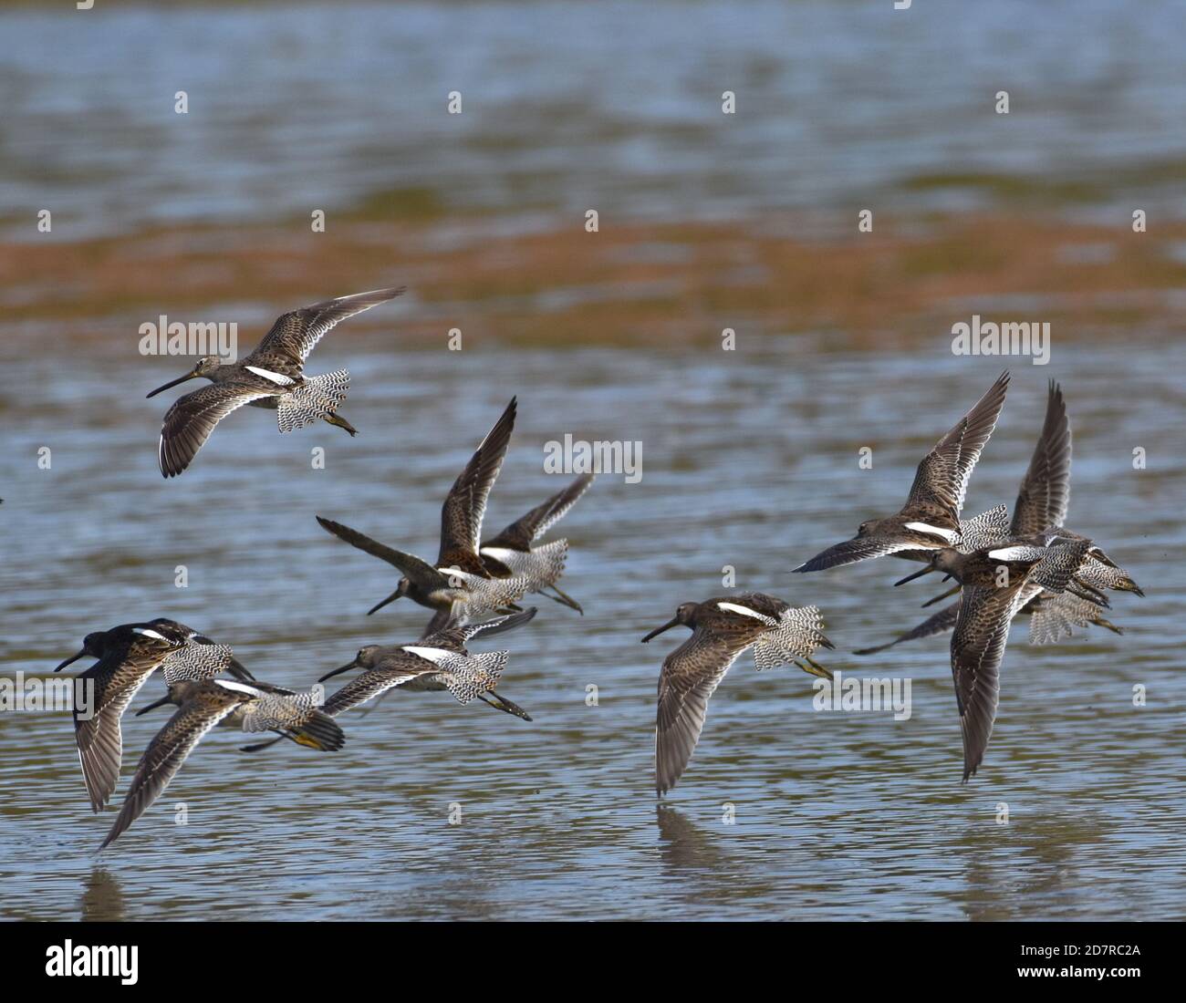 A flock of long-billed dowitchers (Limnodromus scolopaceus) in flight over water on Watsonville Slough in California Stock Photo