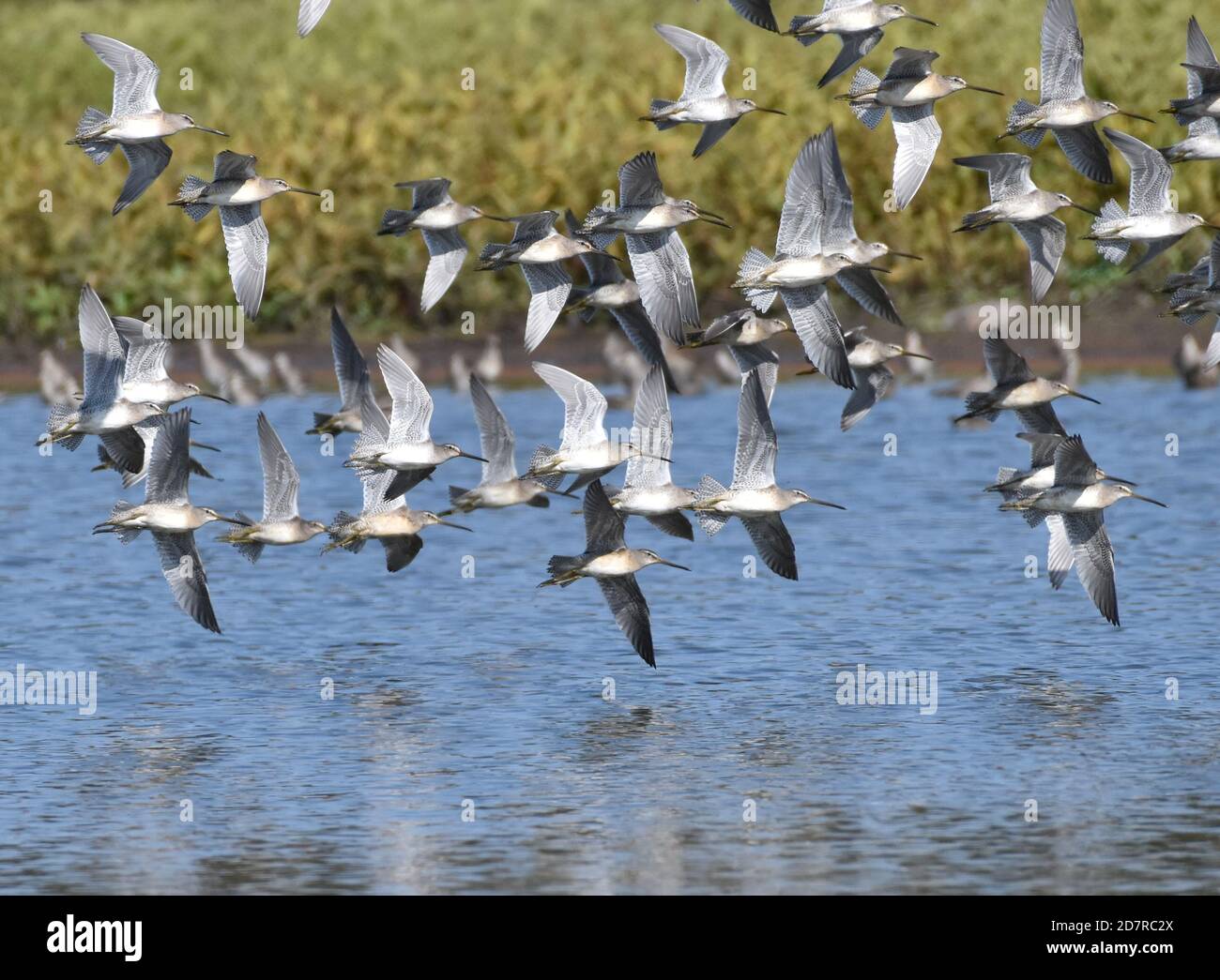 A flock of long-billed dowitchers (Limnodromus scolopaceus) in flight over water on Watsonville Slough in California Stock Photo