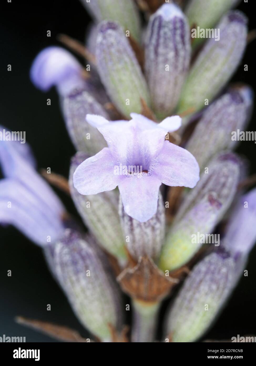Macro shot of lavender flower Stock Photo