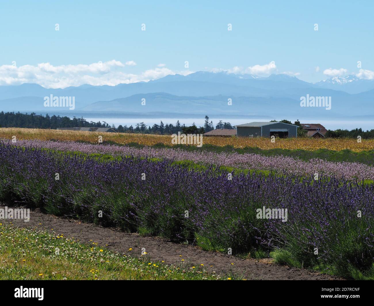 Lavender farm in Washington state, USA Stock Photo