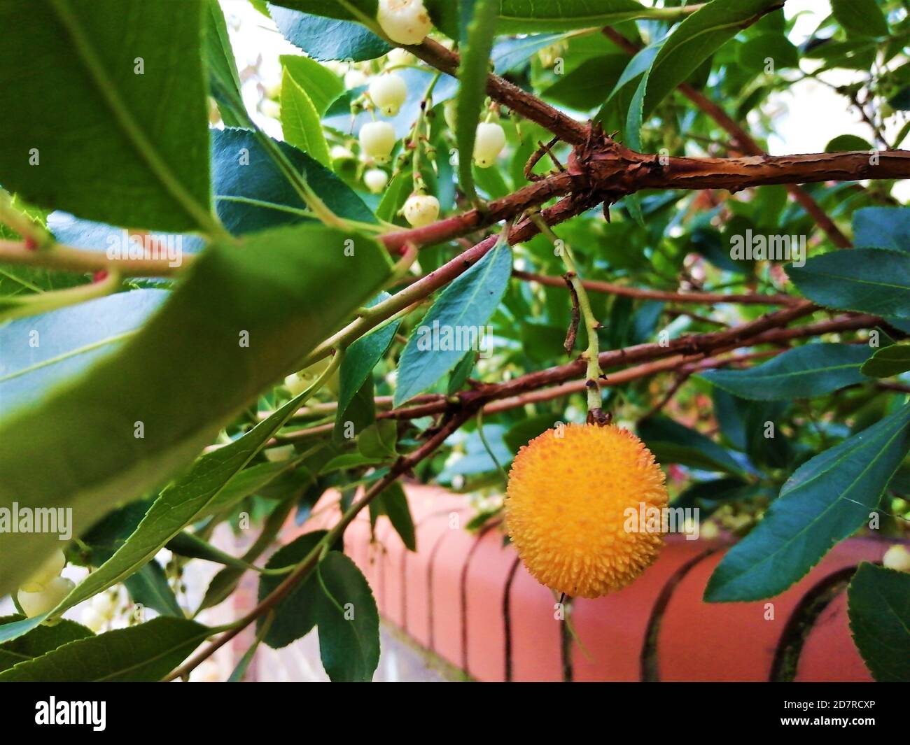 Yellow fruit of the Arbutus tree, close-up of strawberry tree fruits. Stock Photo