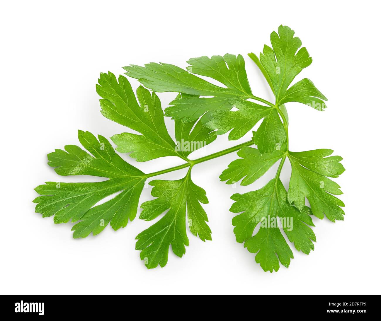 Parsley Leaves Isolated On White Background With Clipping Path And Full Parsley Leaves Isolated On White Background With Clipping Path And Full Depth Of Field Top View Flat Lay 2D7RFP9
