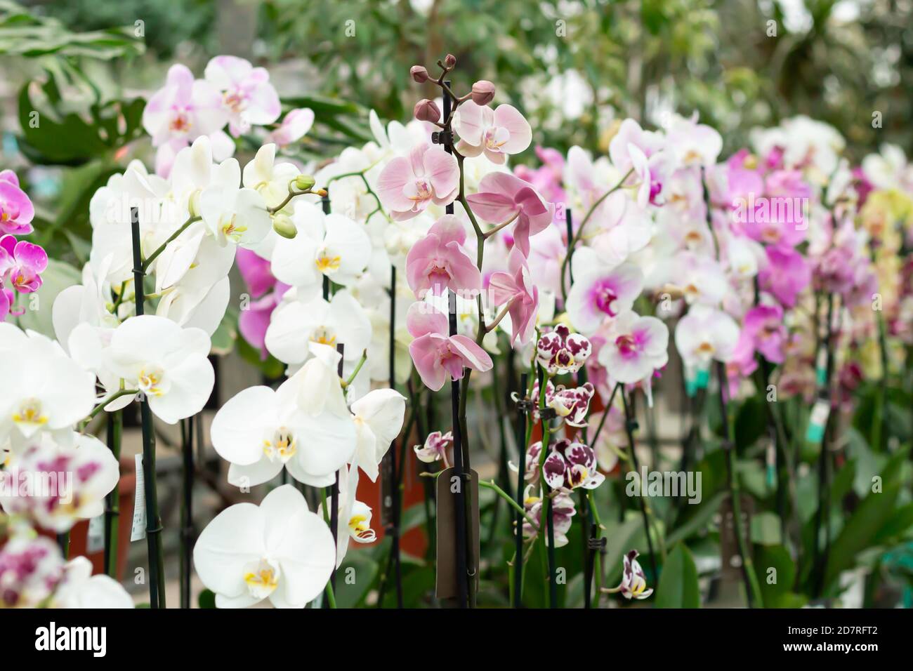 Potted blooming phalaenopsis orchids on store counter Stock Photo