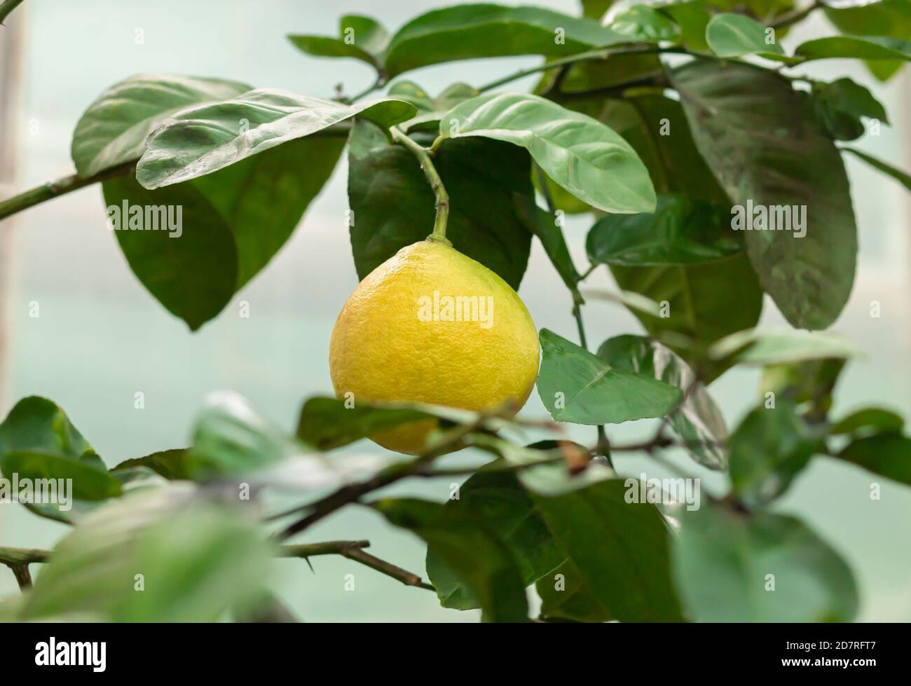 Ripe yellow lemon hanging on tree branch close-up Stock Photo