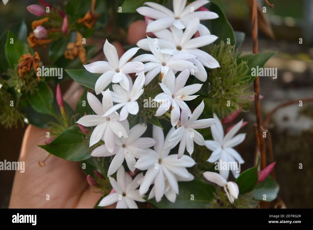 Jasmine flowers in the garden. Stock Photo
