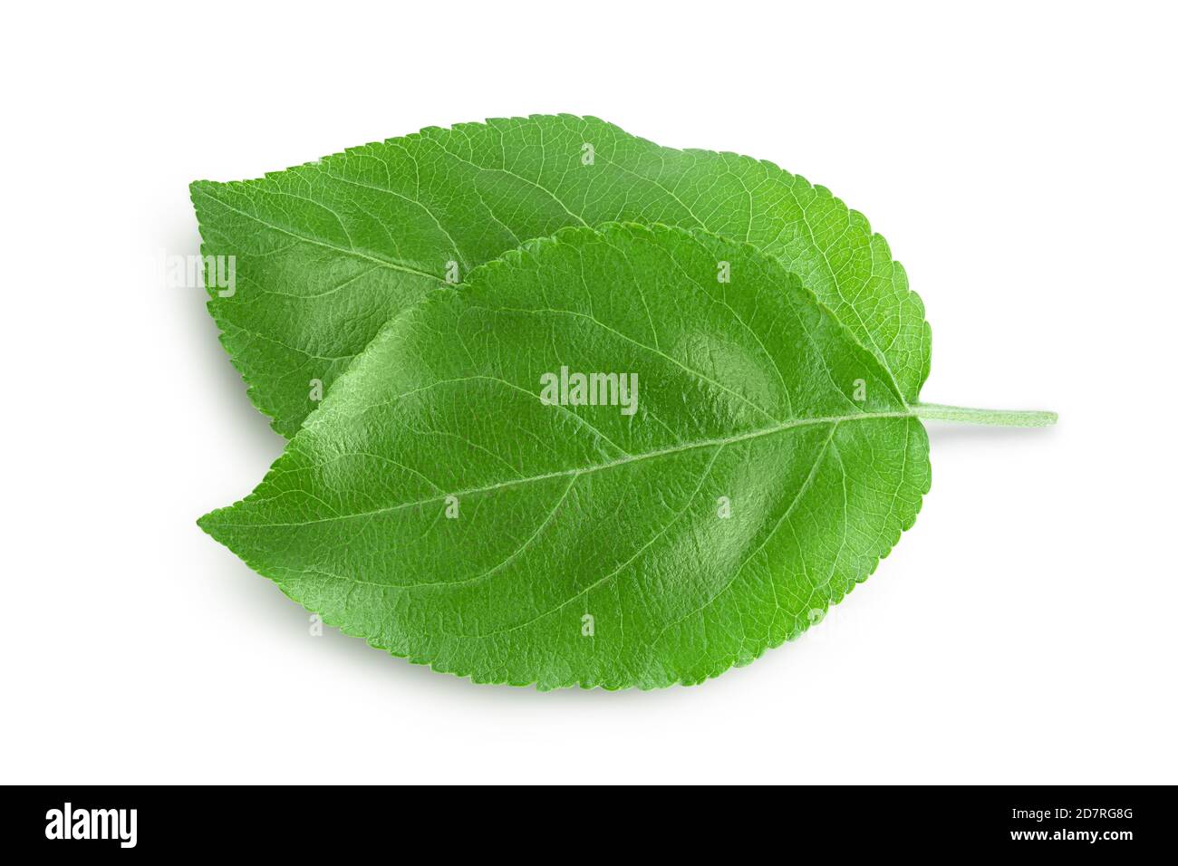 Apple leaf isolated on white background with clipping path Stock Photo ...