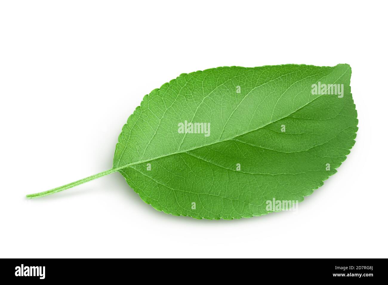 Apple leaf isolated on white background with clipping path Stock Photo ...
