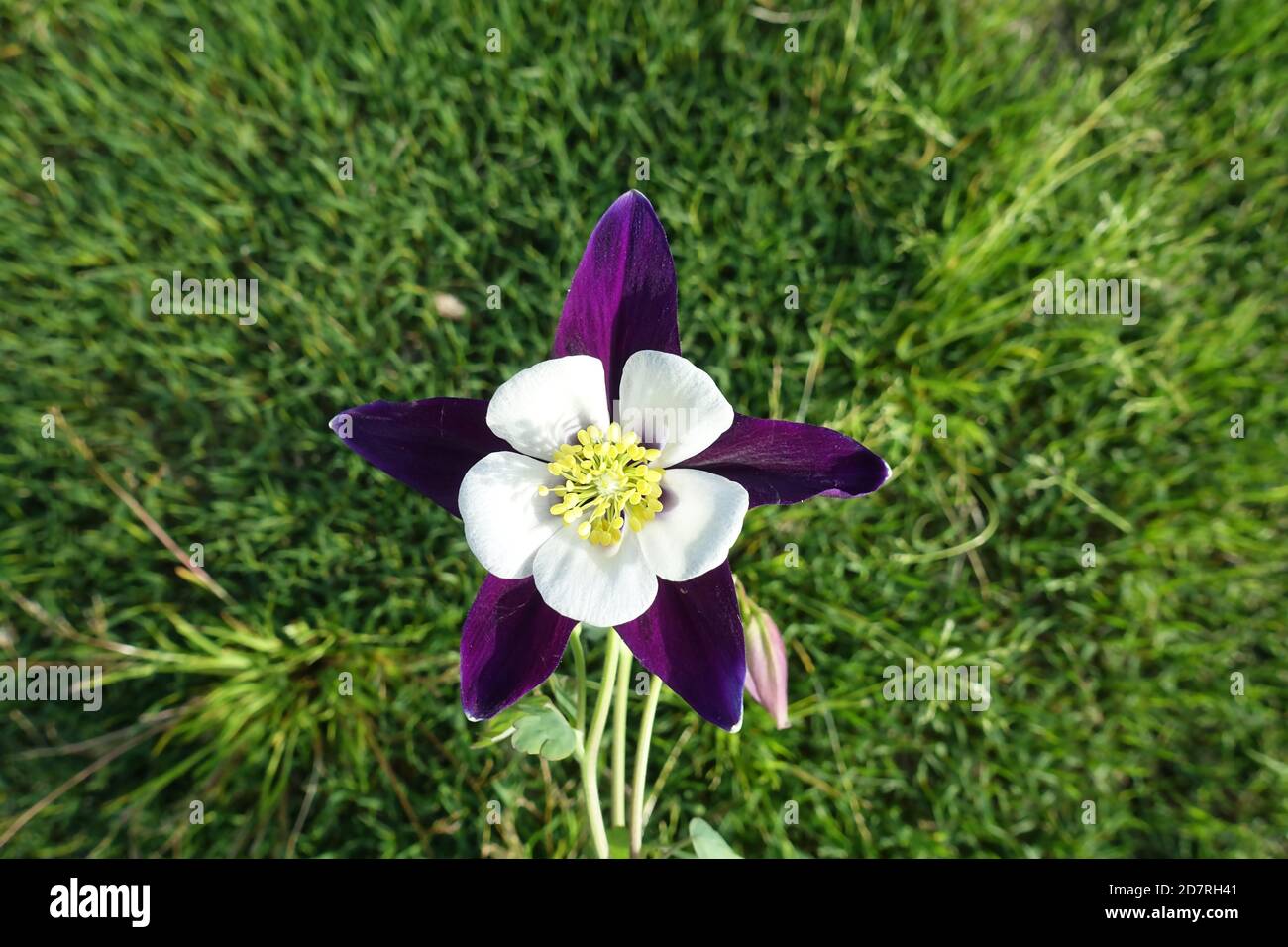 Beautiful purple and white Aquilegia flower Stock Photo