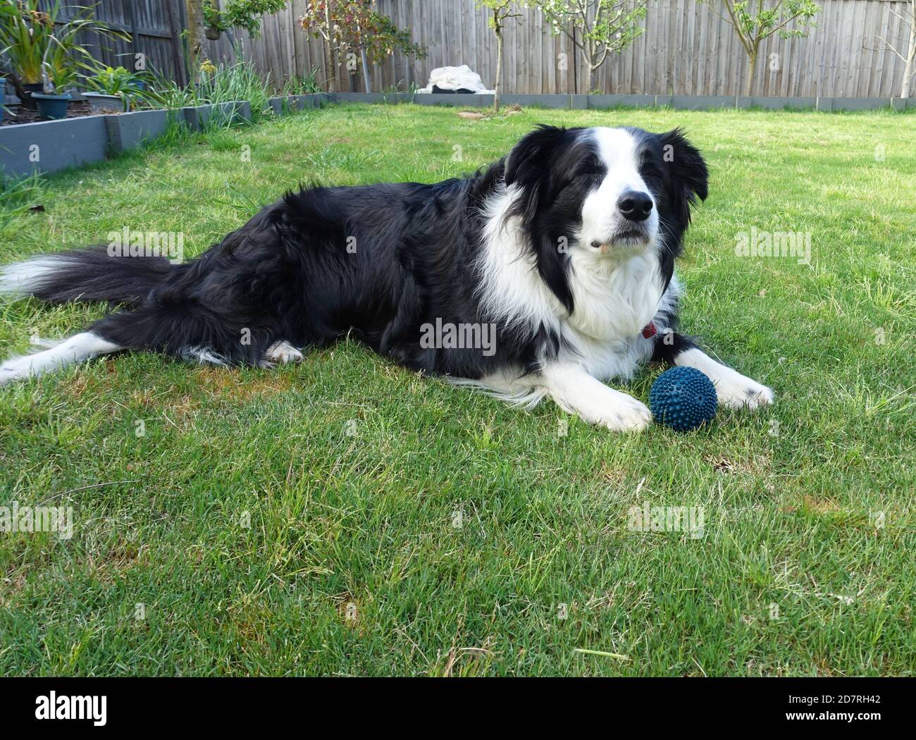 A black and white Border Collie blinking or squinting. His eyes are almost closed, but not quite. Stock Photo