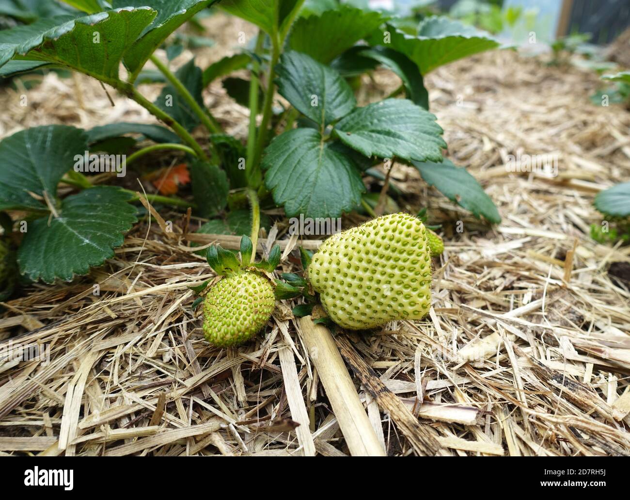 Immature Strawberries in the fruit and veggie garden Stock Photo