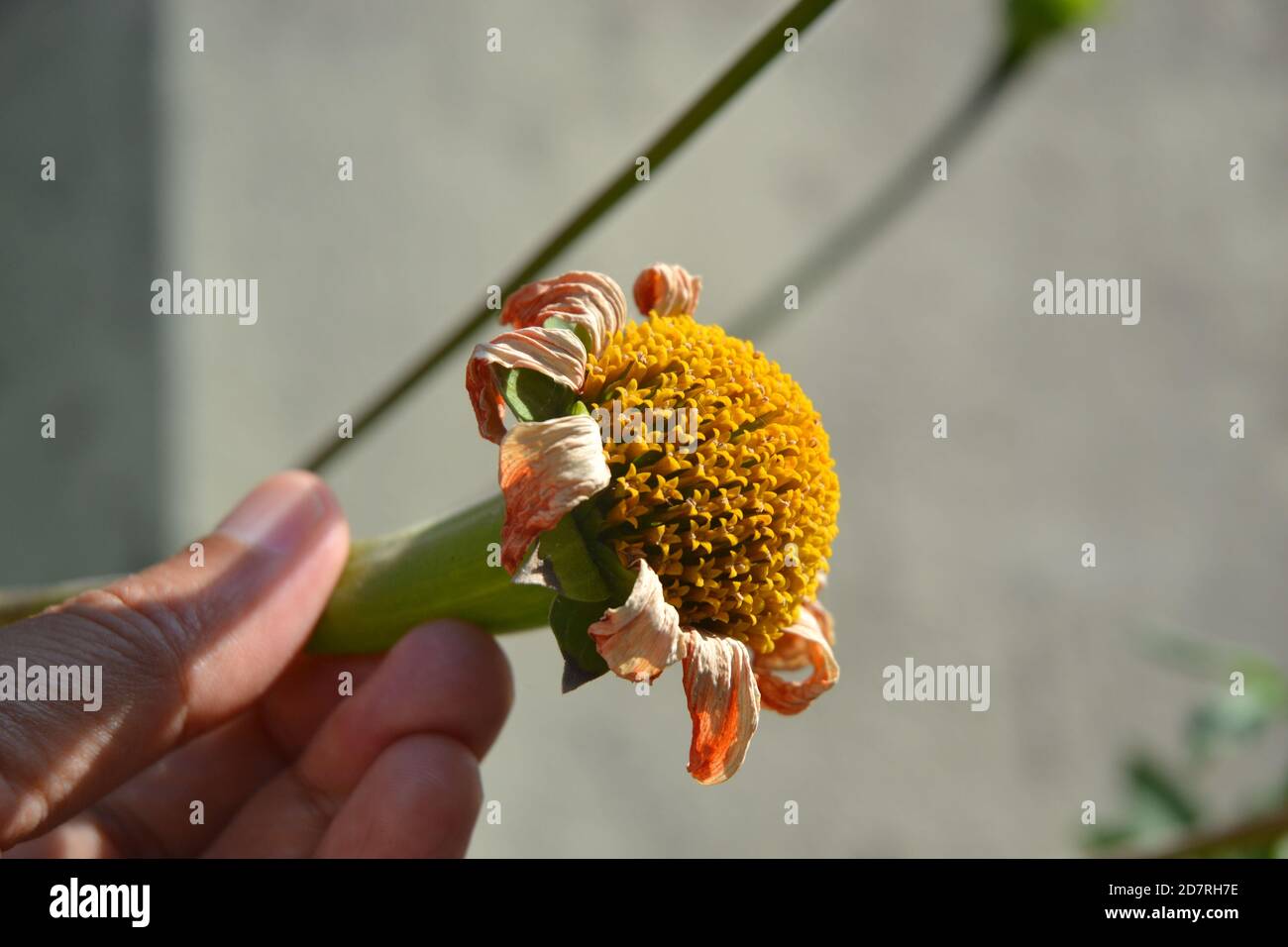 Red sunflower in the garden. Stock Photo