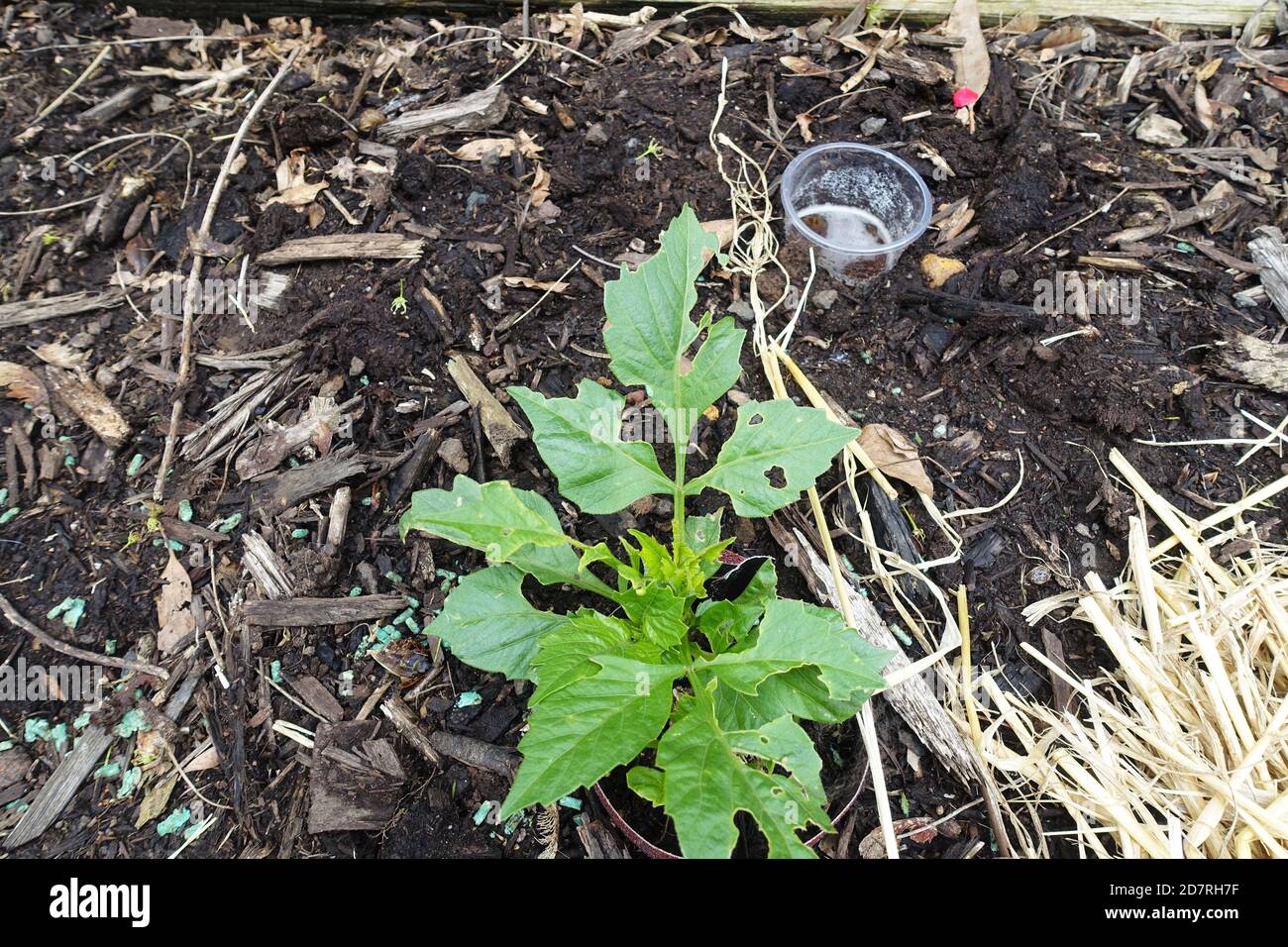 Slug and Snail damage on Dahlia leaves, with a beer trap in the background. Stock Photo