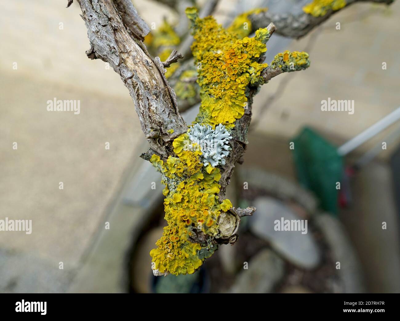 vibrantly coloured Moss and lichen growing on a twisted robinia Stock Photo