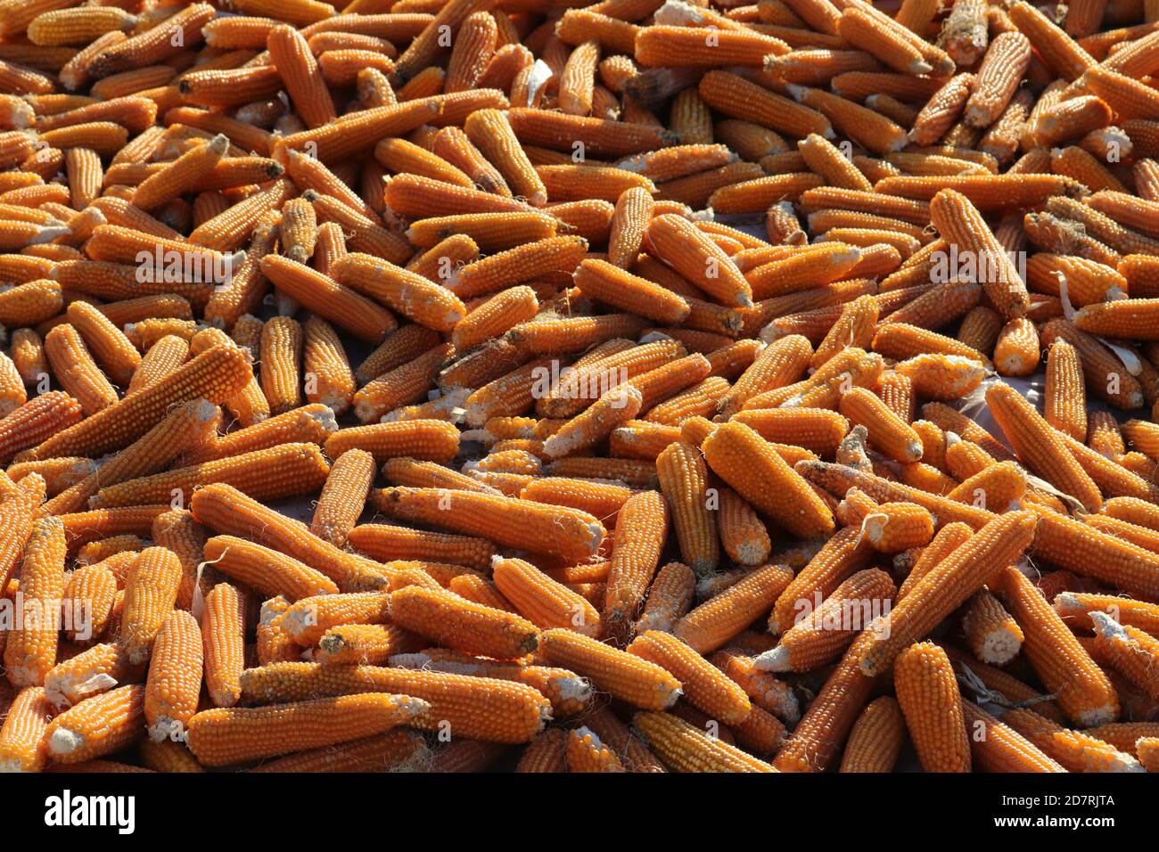 Dried Corns For The Winter Corn Background Stock Photo Alamy<script async src=