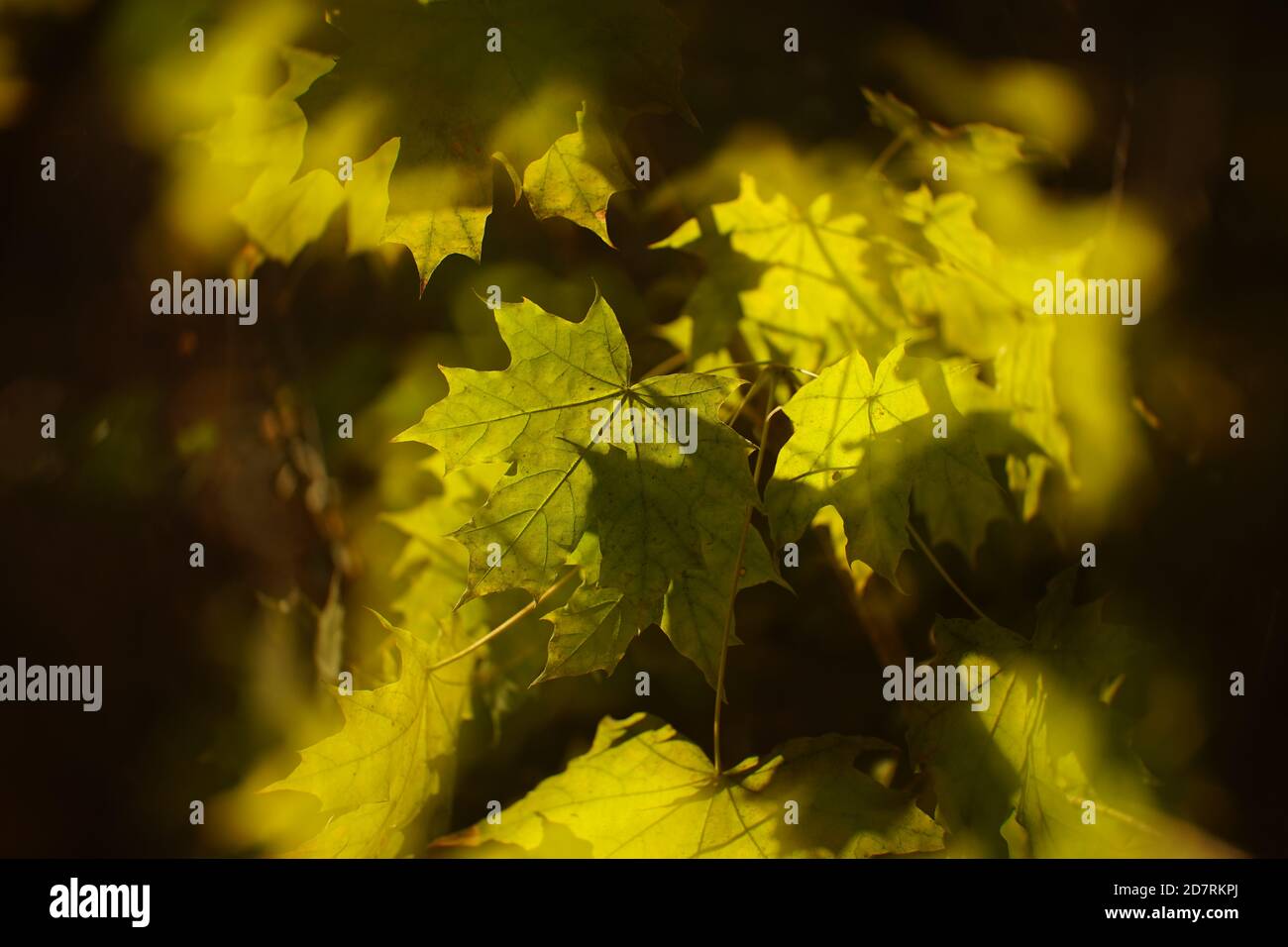 Maple tree with green leaves in magical sunny forest Stock Photo - Alamy