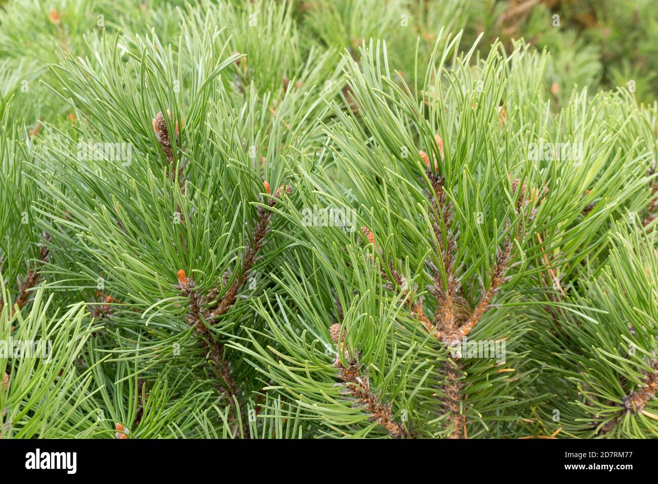 Branches mountain pine close hi-res stock photography and images - Alamy