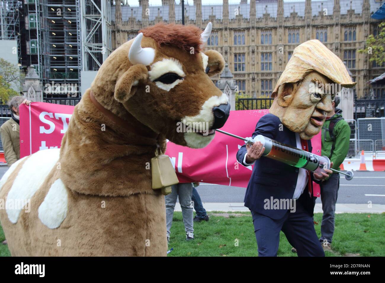 London, UK. 24th Oct, 2020. A man dressed in a fake Donald Trump and a businessman costume injects hormones to a Pantomine cow during the protest.Stop Trump, Stop the post Brexit Trade Deal protest in Parliament Square. Action against the NHS being opened up permanently to American healthcare companies. Chlorinated chicken AND hormone-laced beef and lowering of food standards. Plus the forced deregulation of environmental laws and our rights to data privacy. Credit: SOPA Images Limited/Alamy Live News Stock Photo