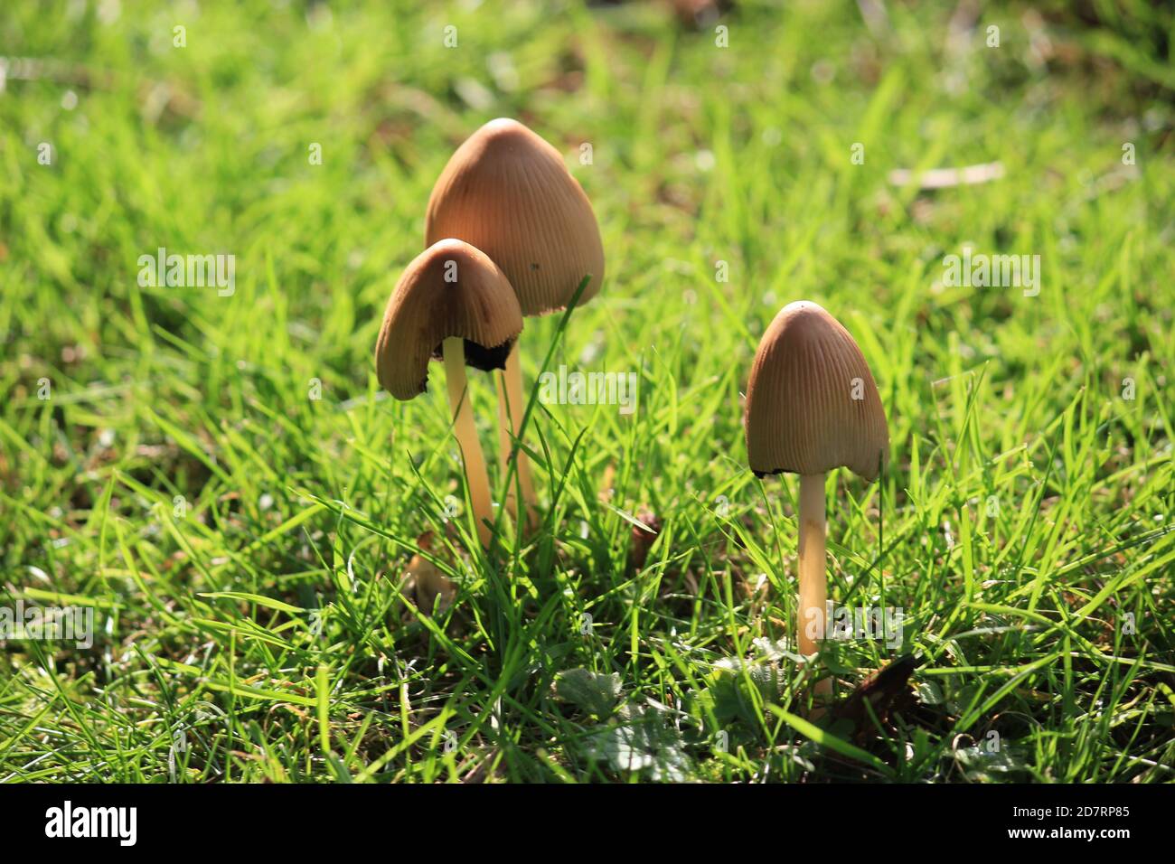 Liberty cap mushroom also known as magic mushroom growing in grassland ...