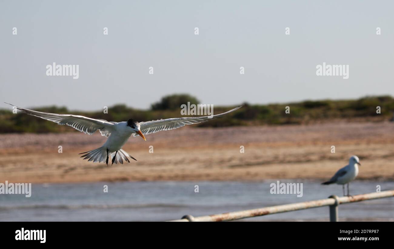 A Lesser Crested Tern on a jetty Stock Photo