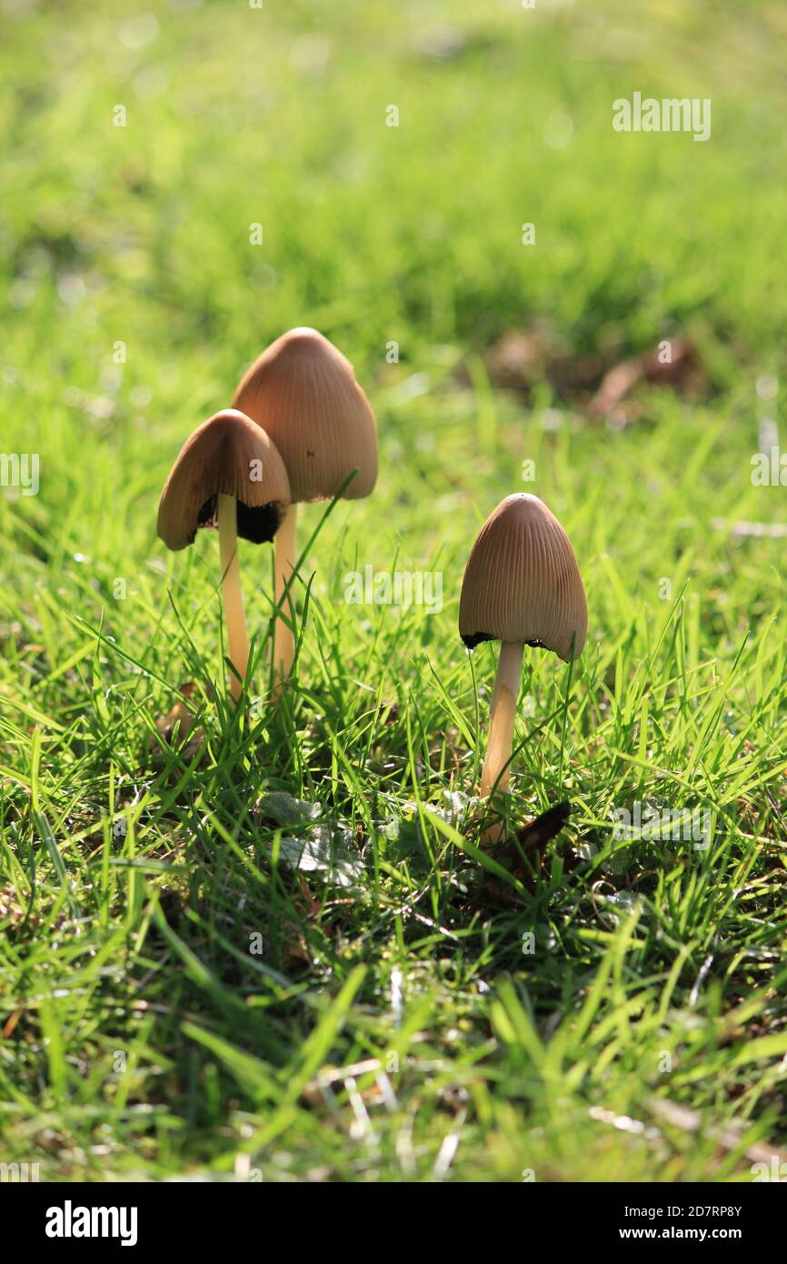 Liberty cap mushroom also known as magic mushroom growing in grassland psilocybe semilanceata