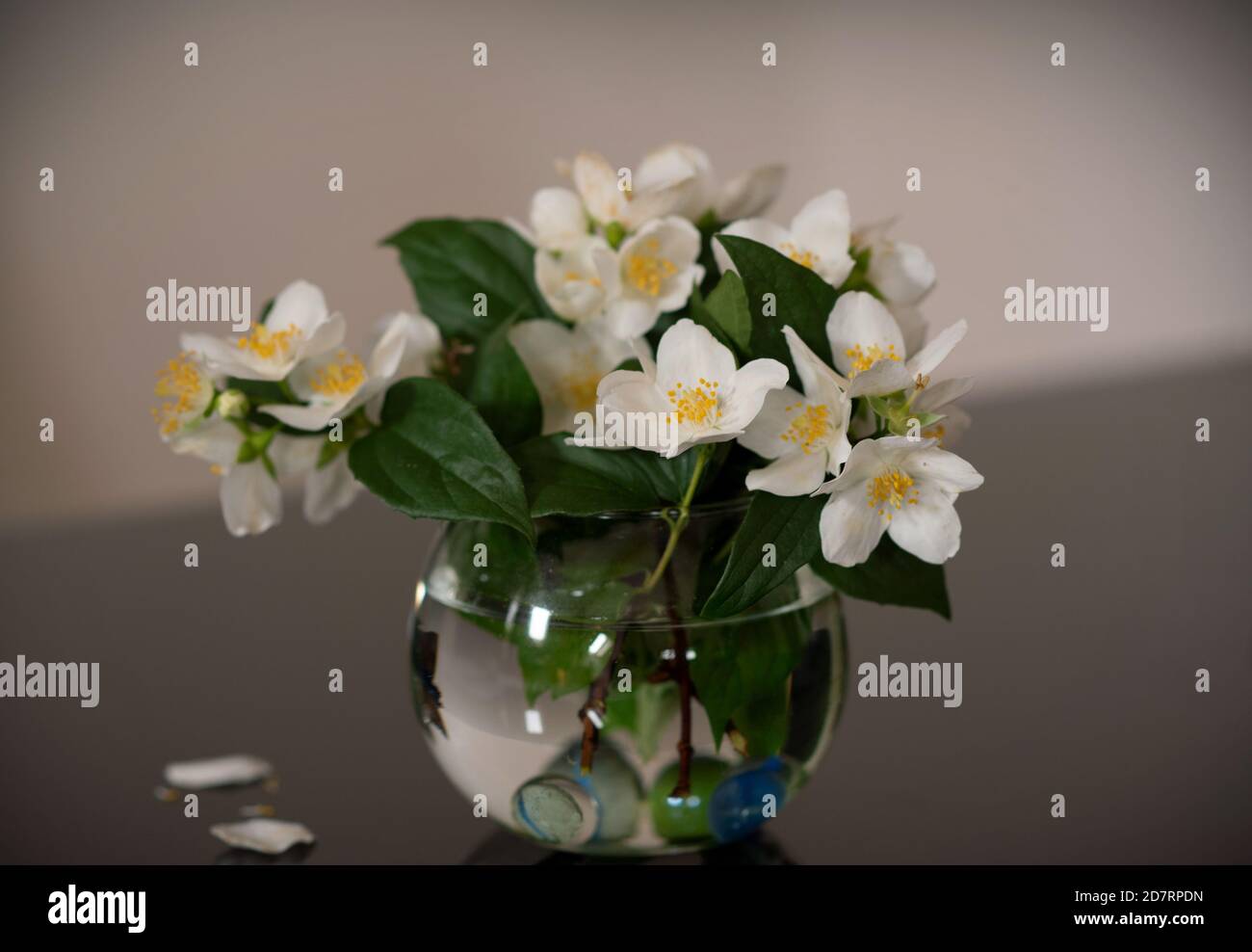 Jasmine flowers in a glass vase. Beautiful jasmine flowers in mini vase