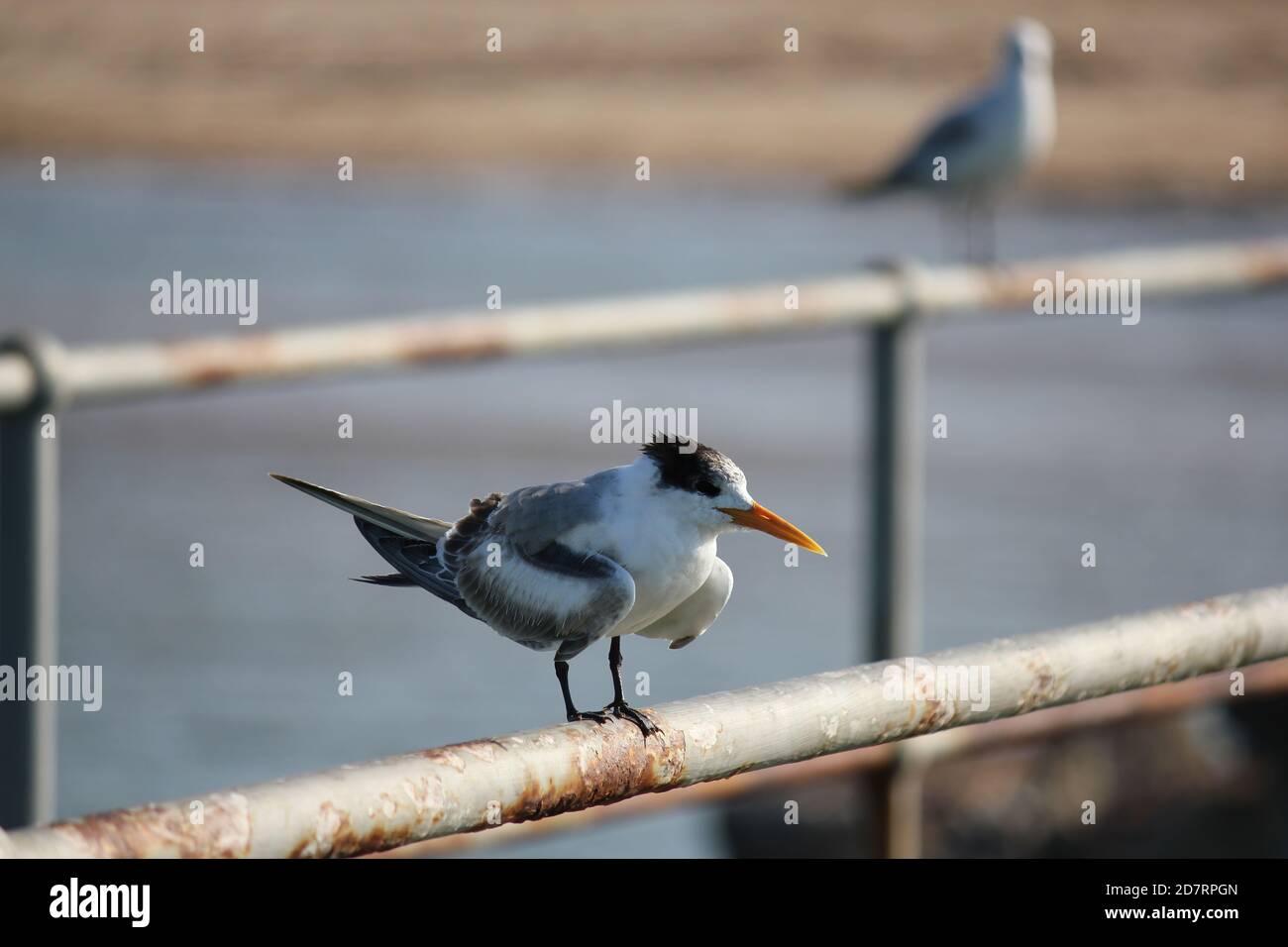 A Lesser Crested Tern on a jetty Stock Photo