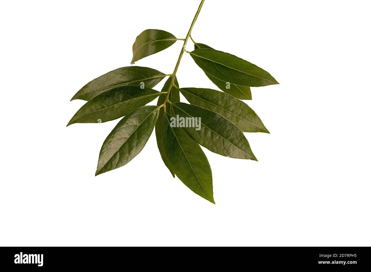 Branch of fresh bay leaves. isolated on white background. Top view. Stock Photo