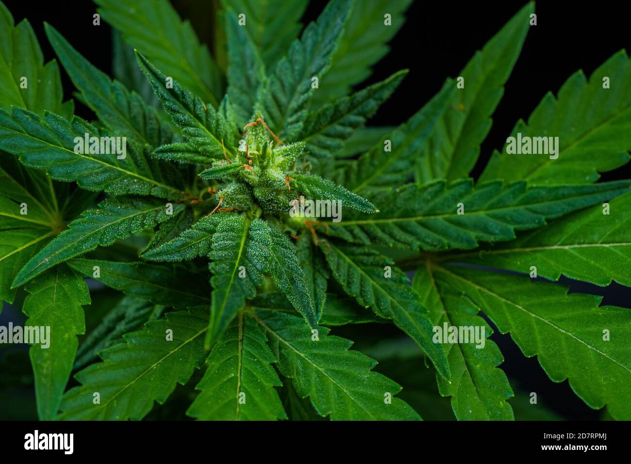 Isolated Sativa Marijuana Plant Close Up On Black Background Rasterized Cannabis Leaf Close Up Hemp Cultivation At Home Illegal Activities Stock Photo Alamy