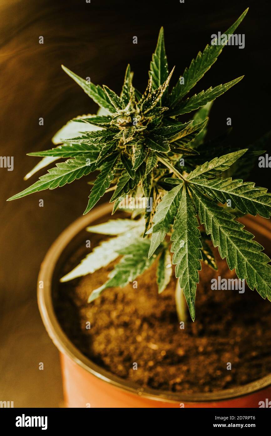 Cannabis ruderalis hi-res stock photography and images - Alamy