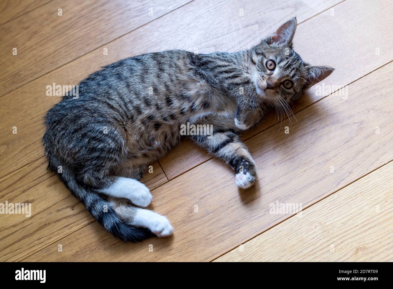 domestic tabby cat is playing at home Stock Photo - Alamy
