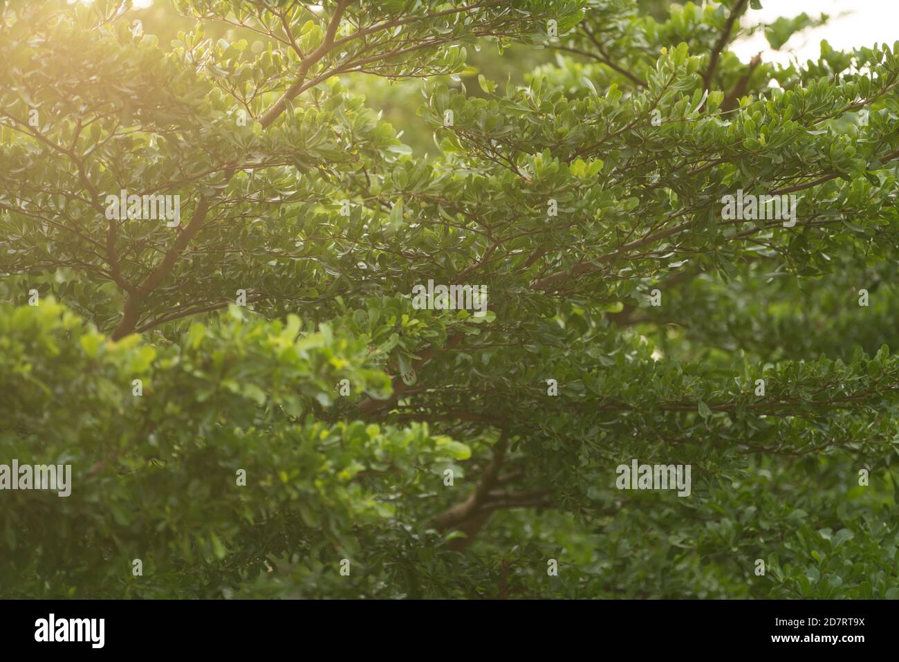 Green leaf and tree background. Summer warm sunlight. Stock Photo