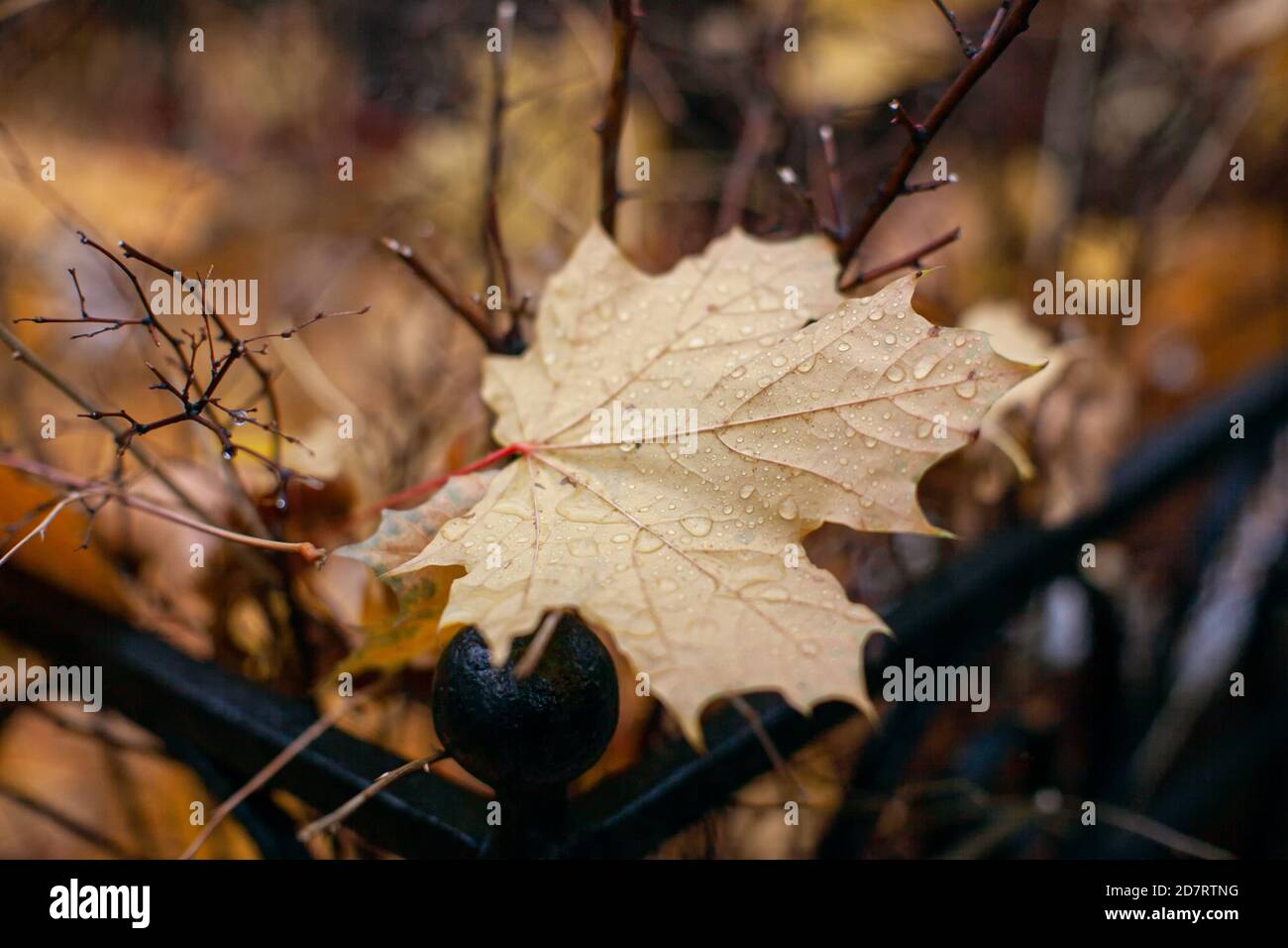 Wet withered maple leaves hi-res stock photography and images - Alamy