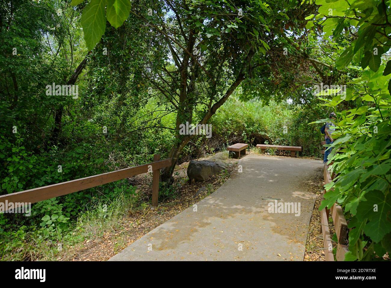 Israel, Upper Galilee, Dan river [a tributary of the Jordan River] in